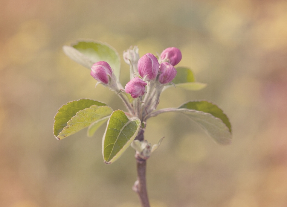 Apple natureza filial florescer