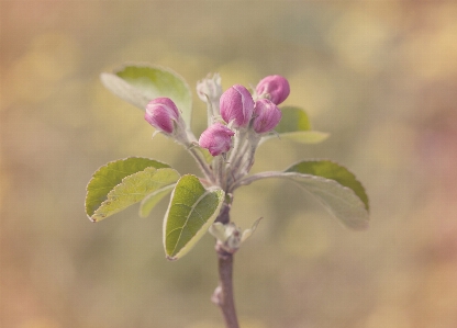 Apple 自然 分支 开花 照片