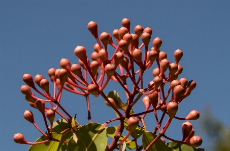 Tree nature branch blossom Photo