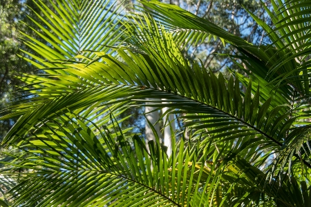 Tree forest grass branch Photo