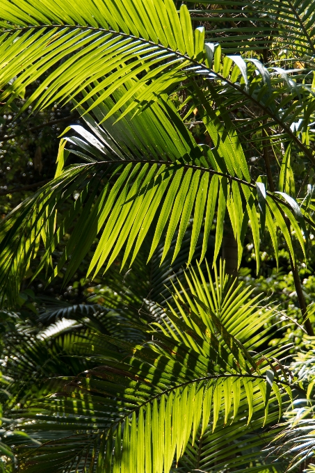 Pohon hutan cabang tanaman