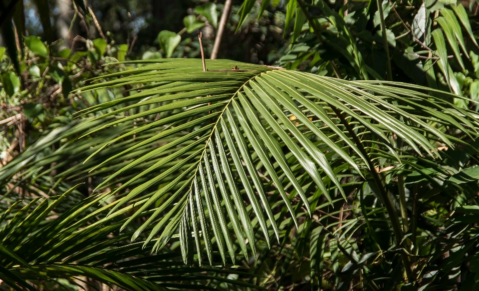 Pohon hutan rumput cabang