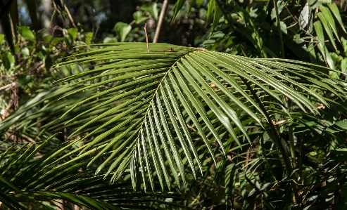 Tree forest grass branch Photo