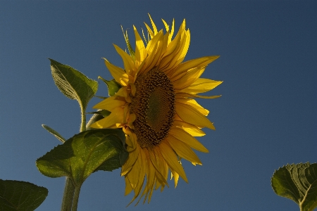 Nature blossom plant sky Photo