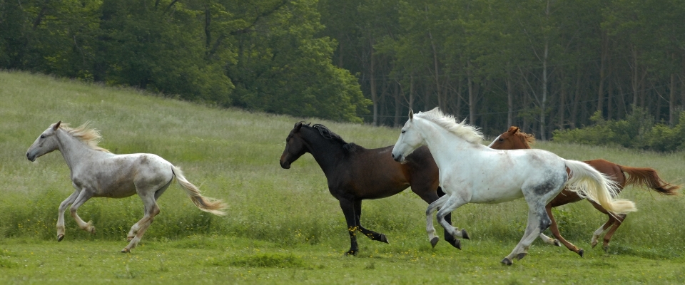 Natura prato
 prateria
 animale