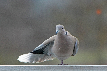 Nature cold winter bird Photo