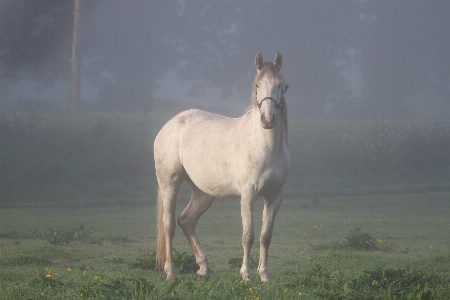 Landscape nature fog animal Photo