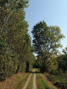 Landscape tree nature forest Photo