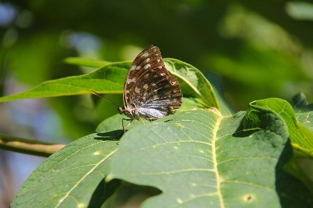 Nature waterfall wing leaf Photo