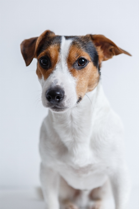 Blanc chiot chien animal de compagnie