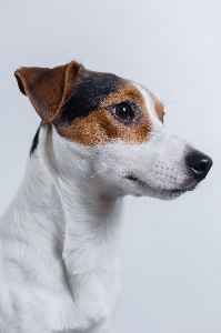 Foto Bianco cucciolo cane animale domestico