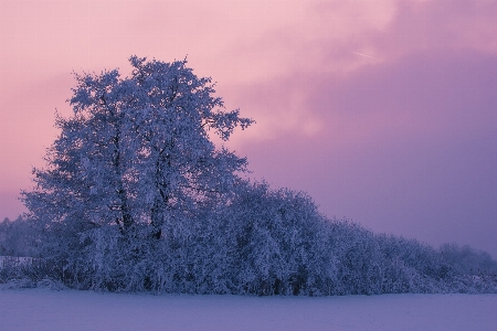 Tree nature branch mountain Photo