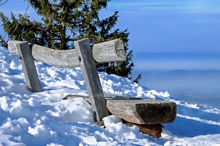 Sea tree mountain snow Photo