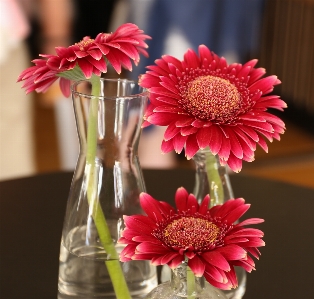 Plant flower petal vase Photo