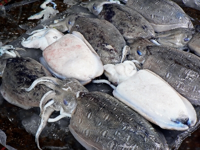 Food seafood market sea turtle Photo