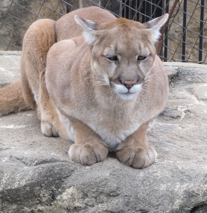 Natureza animais selvagens jardim zoológico retrato