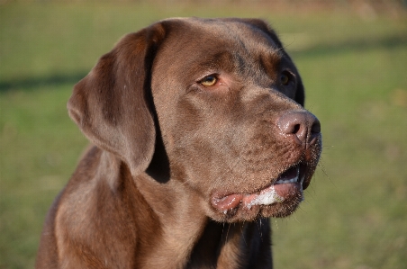 Foto Dolce cane animale domestico ritratto