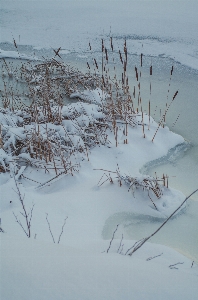 Beach nature branch snow Photo