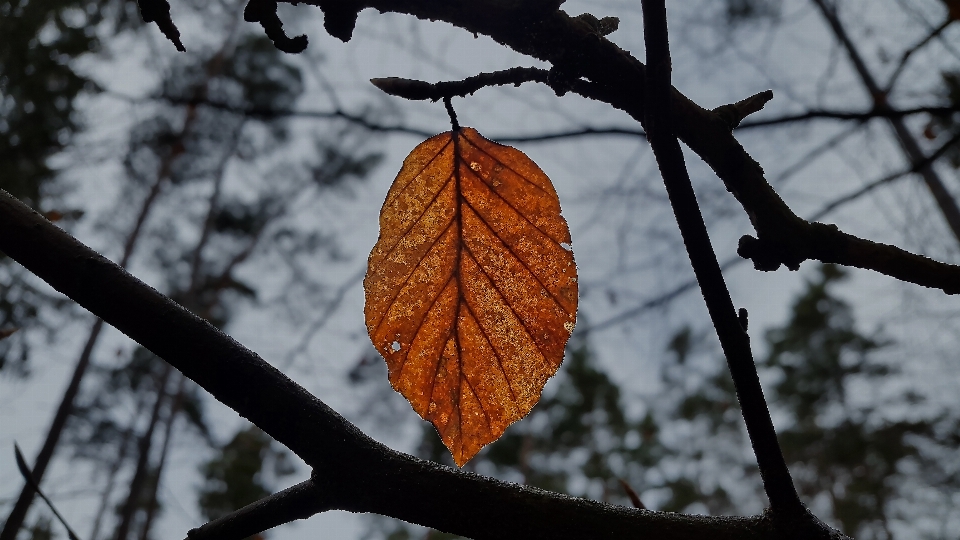 Drzewo natura las oddział