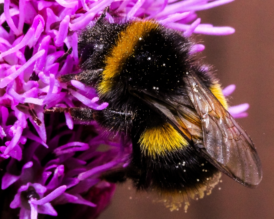 Natura skrzydło fotografia kwiat