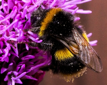 Nature wing photography flower Photo