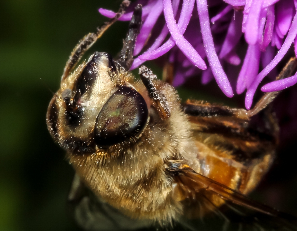 Natura ala fotografia fiore