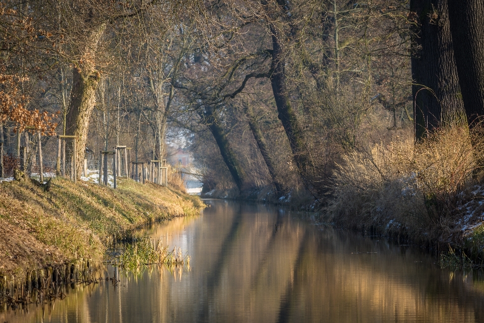 Landscape tree water nature