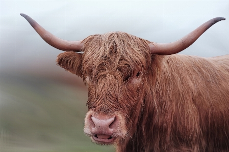 Wildlife horn cow brown Photo