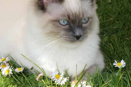 Foto Erba margherita ritratto gattino