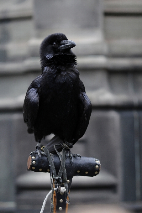 Pássaro animais selvagens bico azul