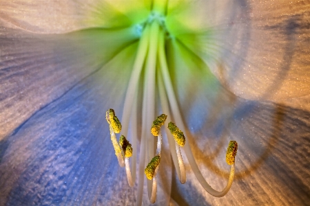 Water nature blossom plant Photo