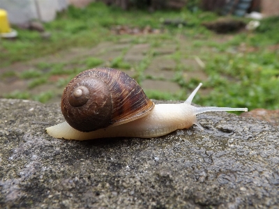 Photo Spirale fauna invertébré escargot