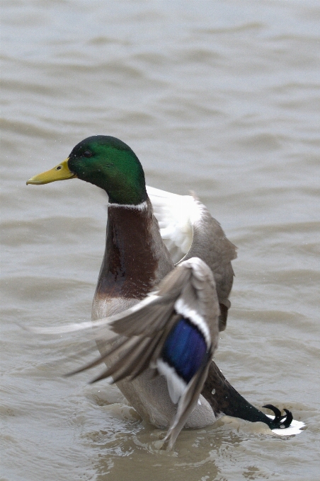 Water bird wing animal