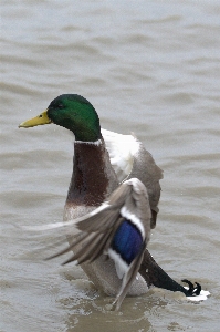 Water bird wing animal Photo