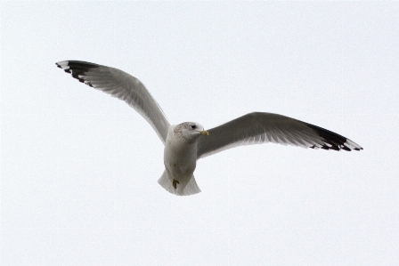 Sea water nature bird Photo