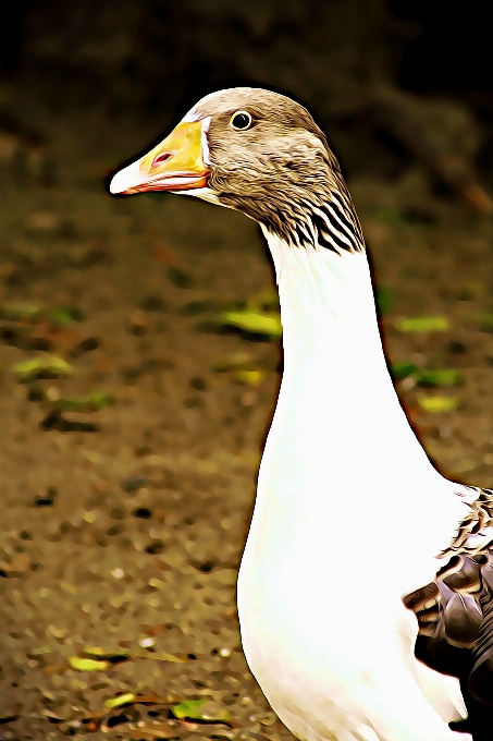 Naturaleza pájaro ala animal