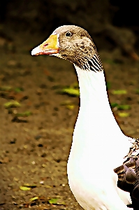 Doğa kuş kanat hayvan Fotoğraf