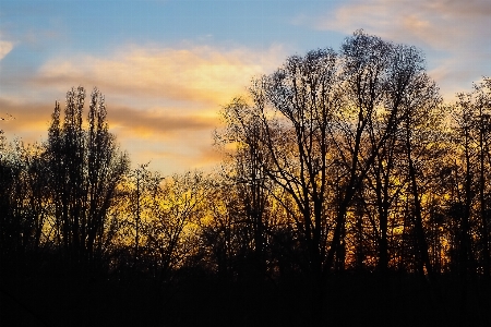 Landscape tree nature forest Photo