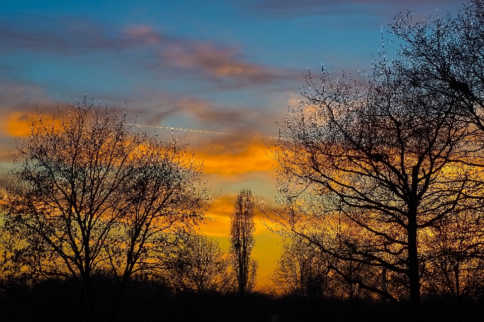 Paysage arbre nature bifurquer