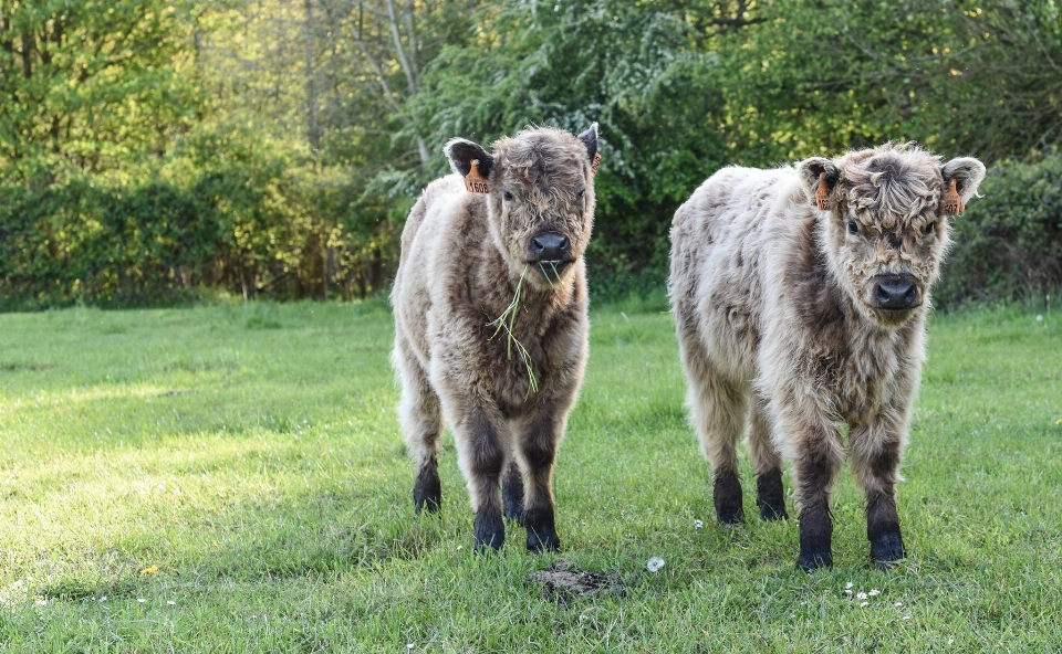 Natura animali selvatici gregge pascolo
