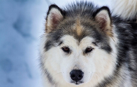 Natur hund säugetier wolf Foto