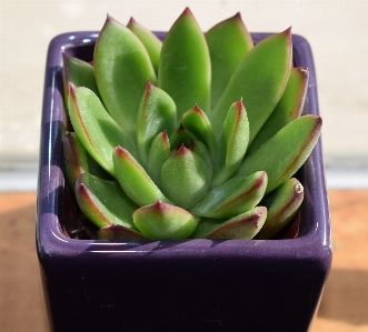 自然 カクタス
 植物 花 写真