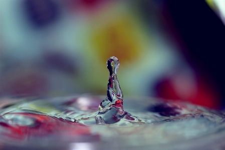 Water drop photography flower Photo