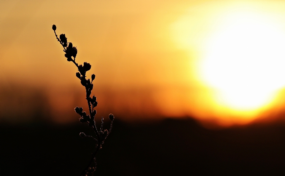 Landscape nature horizon branch