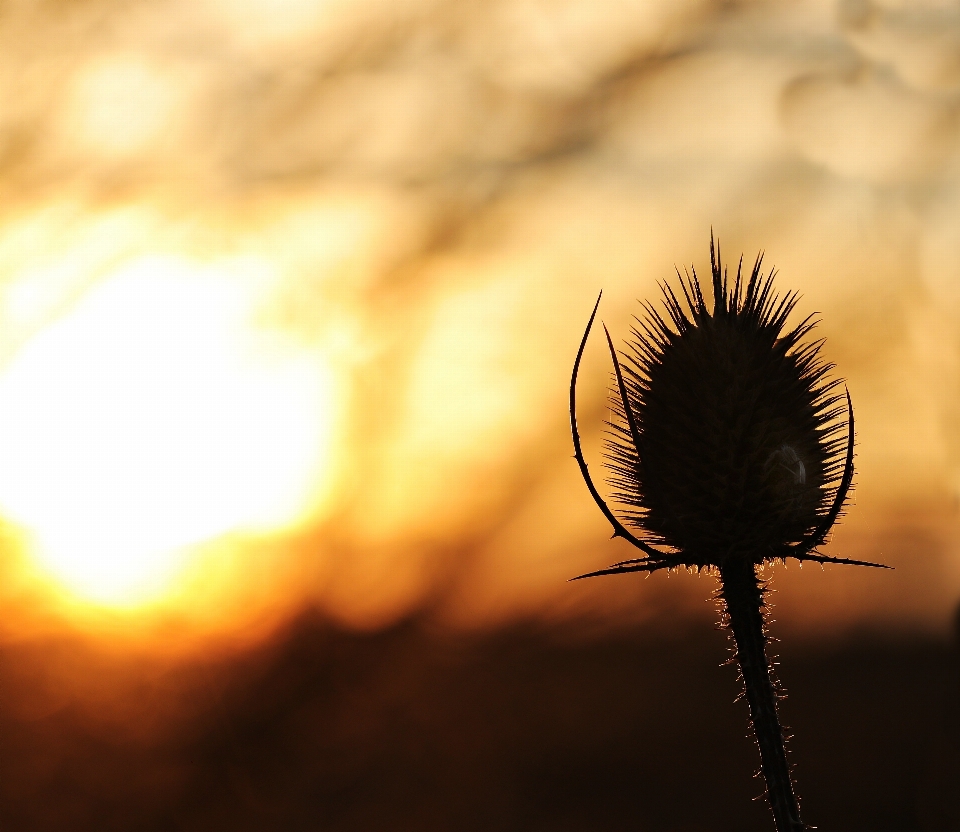 Landscape nature horizon silhouette