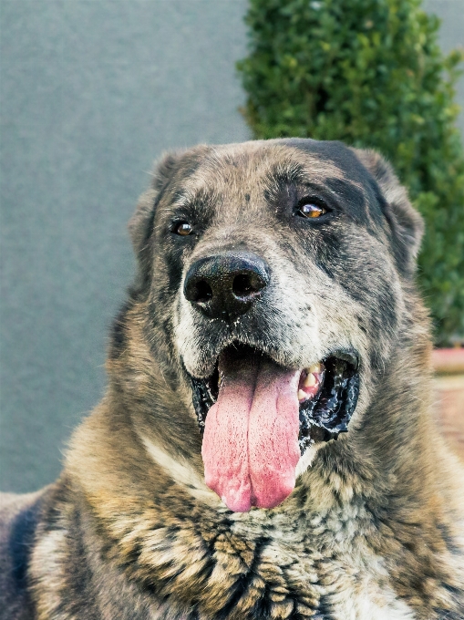 Cachorro animal bonitinho bicho de estimação