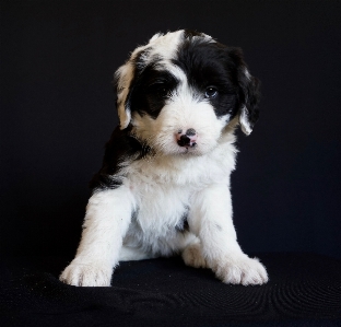 Foto Doce filhote de cachorro animal