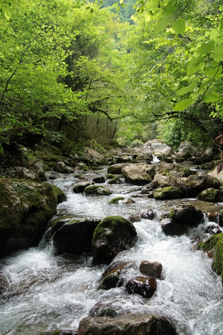 Paisagem árvore água natureza