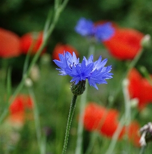 Plant field meadow flower Photo