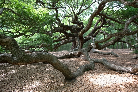 Tree forest branch plant Photo